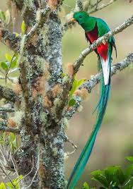 Black And White Bird With Orange Beak And Long Tail Long Tail Bird Quetzal 32 Cm Or 13 Inches Long Found In Mexico And Very Locally In Southern United States Bird Quetzal Birds Online