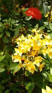 Coral Amarillo Coral Flores Amarillo