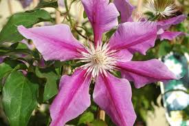 Check spelling or type a new query. Clematis Dr Ruppel Online Bestellen Schmid Gartenpflanzen