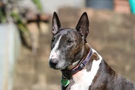15 Dog Breeds With Long Snouts With Pictures Hepper