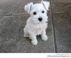 Does Anyone Want To Play With Me A Place To Love Dogs Miniature Schnauzer Puppies Schnauzer Puppy Mini Schnauzer