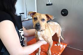 Maybe you would like to learn more about one of these? At Home Pet Grooming Top Tips And Recommendations Aspca