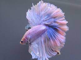 Allure blender calico camo charm checker chromatic dapple dapper enfys (means rainbow in welsh) flash fleck florid jazz jazzy. Purple Fish Metalic Beautiful Betta Pretty Fish Betta Fish
