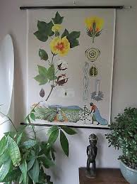 Vintage Pull Down Botanical School Wall Chart Of Rapeseed