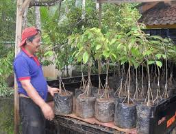 Budidaya tanaman pembibitan perawatan, info budidaya tanaman, pembibitan, perawatan, pemupukan, khasiat manfaat tanaman kesehatan. Cara Menanam Dan Budidaya Durian Montong