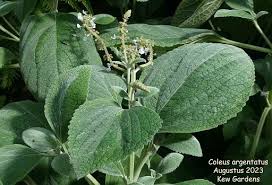 Image result for Coleus cylindraceus