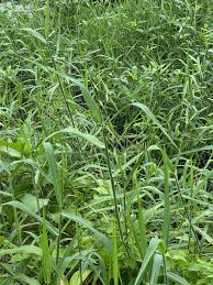 Image result for Urochloa umbellata