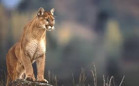 Less than 3% of our population are hunters but they kill over 100 million animals each year for sport. Puma Animal Wallpapers Top Free Puma Animal Backgrounds Wallpaperaccess
