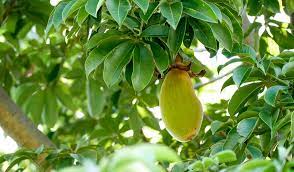 Baobab fruit contains very high antioxidants and minerals that are needed to restore our body functions. The Many Benefits Of Baobab Powder Blog Iherb