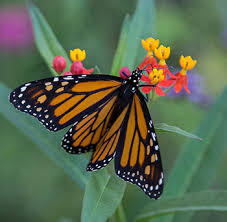 Milkweeds are common wildflowers in most areas of the country. Got Milkweed