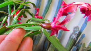 Learn how to care for christmas cacti, thanksgiving cacti, and easter cacti, including how to water a christmas cactus correctly. How To Pollinate Christmas Cactus Flowers To Get Fruit For Seed Desert Plants Of Avalon