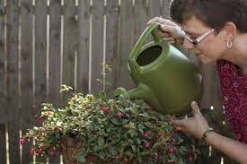 Fuchsia Water Requirements Tips On Watering Fuchsia Plants Fuchsia Plant Shade Plants Leafy Plants