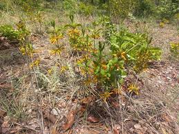Image result for Vangueria ferruginea