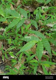 Image result for Oplismenus undulatifolius