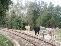 compagni e compagne di strada e di viaggio ex compagni di viaggio (  splinder )