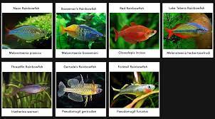 Rainbowfish Ikan Akuarium Ikan Akuarium