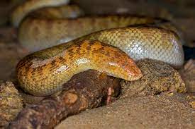 Eryx jayakari, known commonly as the arabian sand boa is a species of snake in the boidae family. 319a0543 Arabian Sand Boa Eryx Jayakari In Sharjah Flickr