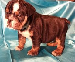 Our puppies are hand raised from birth. Grizzly English Bulldog Male Gor Sale For Sale In Houston Texas Classified Americanlisted Com