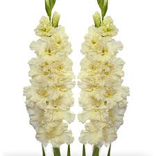 Image result for Gladiolus rubellus