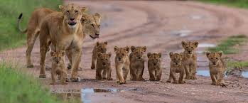 Lion Animal Facts - Panthera leo - A-Z Animals