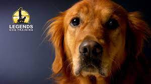 Golden Retriever Jumping Hyper Excitement Youtube