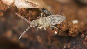 This should help keep flies and other pests off your patio. Springtail Control And Treatments For The Home Yard And Garden