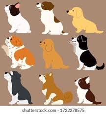 The point of the vertical line is to help make sure that both sides of the dog's head are even and the horizontal line will later help you place other features such as the ears and eyes on the same level. Stock Photo And Image Portfolio By You1023 Shutterstock