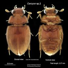 Image result for Macrotyloma ellipticum