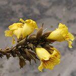 Image result for Markhamia tomentosa