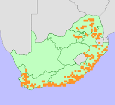 Image result for Secamone alpini