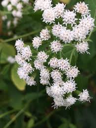 Image result for Ageratina vernalis