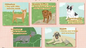 Fortunately, there are several pets out there that require. Low Maintenance Dogs For Busy People