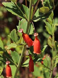 Image result for Halleria elliptica