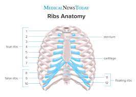 How Many Ribs Do Humans Have Men Women And Anatomy Basic Anatomy And Physiology Anatomy Thoracic Vertebrae