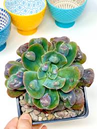 They are easy to care for, look beautiful echeveria 'abalone' is a gorgeous succulent plant with light green leaves that form a perfect rosette. Echeveria Heart Delight Korean Succulent B Rare Import Etsy In 2021 Succulents Echeveria Healthy Plants