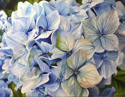 Nz Hydrangeas Floral Painting Floral Art Hydrangea