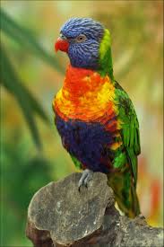 Rainbow Lorikeet Explored Beautiful Birds Animals Pet Birds