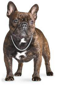 If you are looking to adopt or buy a frenchy take a look here! French Bulldog Puppies For Sale Under 1000 In Nc