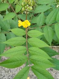 Image result for Senna sophera