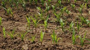 Articoli (31) autoproduzione (2) fitoterapia (2) svago (1) piante agrarie (1) piante alimurgiche (32) piante officinali (12) piante tintorie (2) piante velenose (1) Piante Medicinali Elenco Completo E Schede Con Foto Idee Green