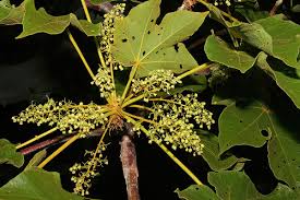 Image result for Sterculia quinqueloba