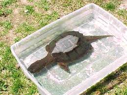 Chelydra Org Snapping Turtle Page Snapper Information