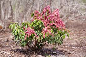 Image result for Pieris