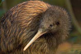 A kiwi is a small, flightless bird that is endemic to new zealand. Kiwi Is It A Bird Is It A Fruit New Zealand Story