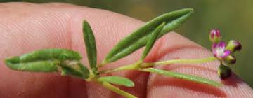 Image result for Gisekia africana