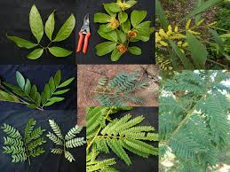 Image result for Fabaceae subfamily Caesalpinioideae