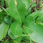 Image result for Garcinia huillensis