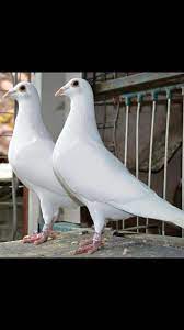 We did not find results for: White Racing Pigeon Racing Pigeons Pigeon Breeds Pet Pigeon