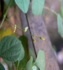 Image result for Rhynchosia sublobata