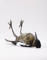portraits of birds ruffling with personality by leila jeffreys birds bird photo bird photography